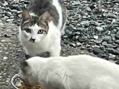 An Amazing Mother&nbsp;Cat